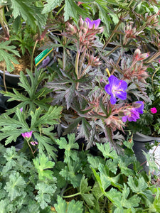 Mixed Varieties of Hardy Geranium (12cm Pots) Free UK Postage