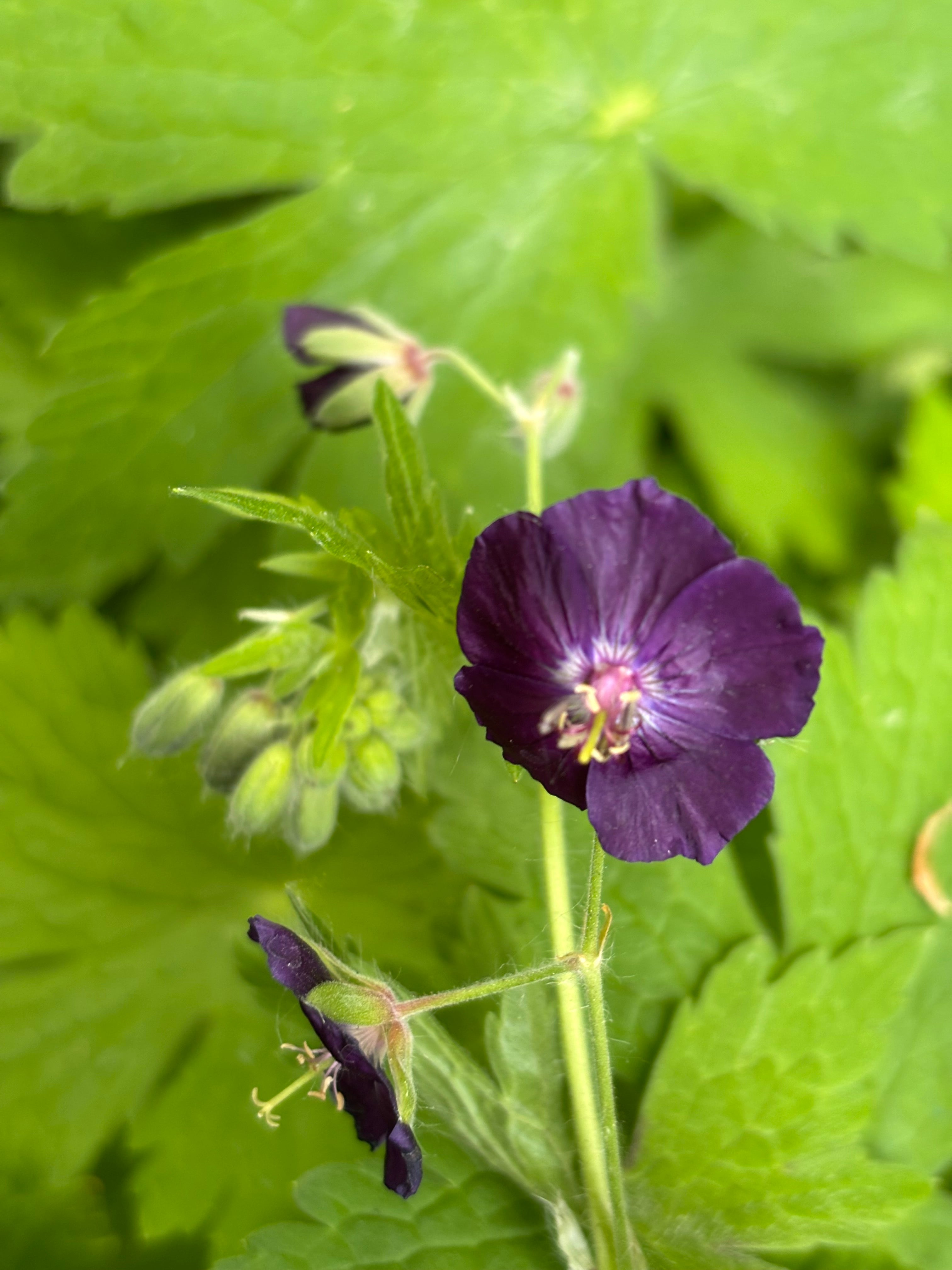 Hardy Geranium ‘Raven’ (12cm Pots) Free UK Postage