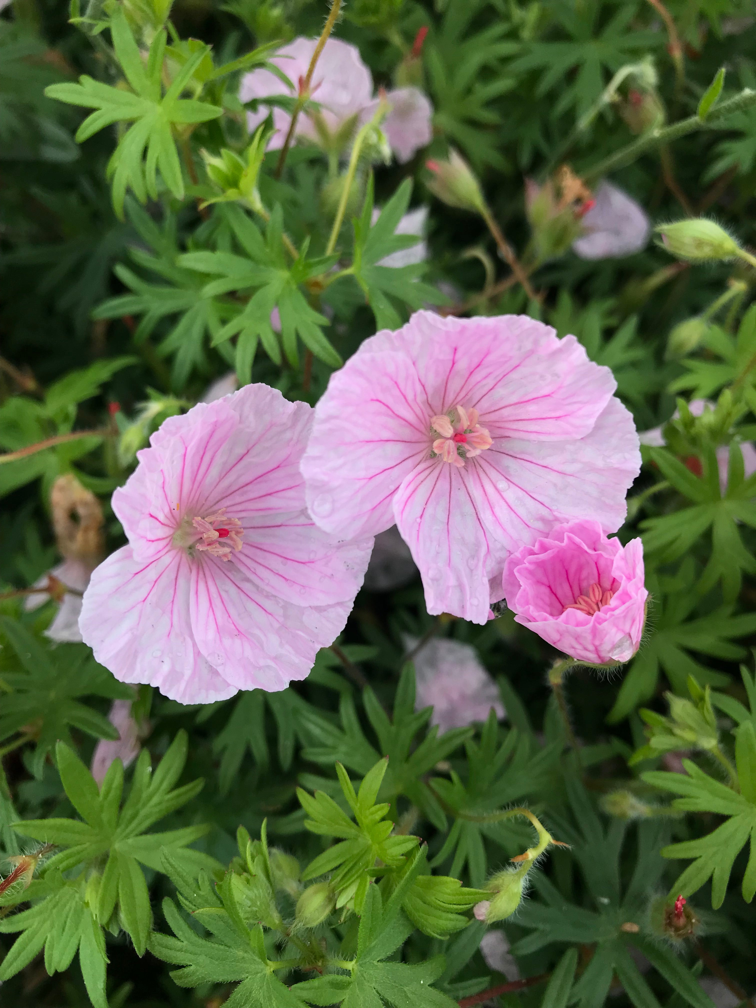 Hardy Geranium ‘Wargrave Pink’ (12cm Pots) Free UK Postage