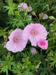 Hardy Geranium ‘Wargrave Pink’ (12cm Pots) Free UK Postage