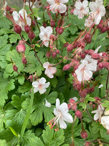 White Hardy Geranium (12cm Pots) Free UK Postage