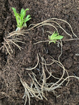 Helenium 'Kanaria' or Sneezeweed (Budding Section of Bare Root) Free UK Postage