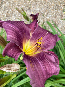 Hemerocallis 'Black Prince' or Daylily (Budding Roots) Free UK Postage