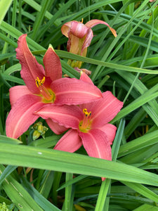 Hemerocallis 'Pink Damask' or Daylily (Budding Roots) Free UK Postage