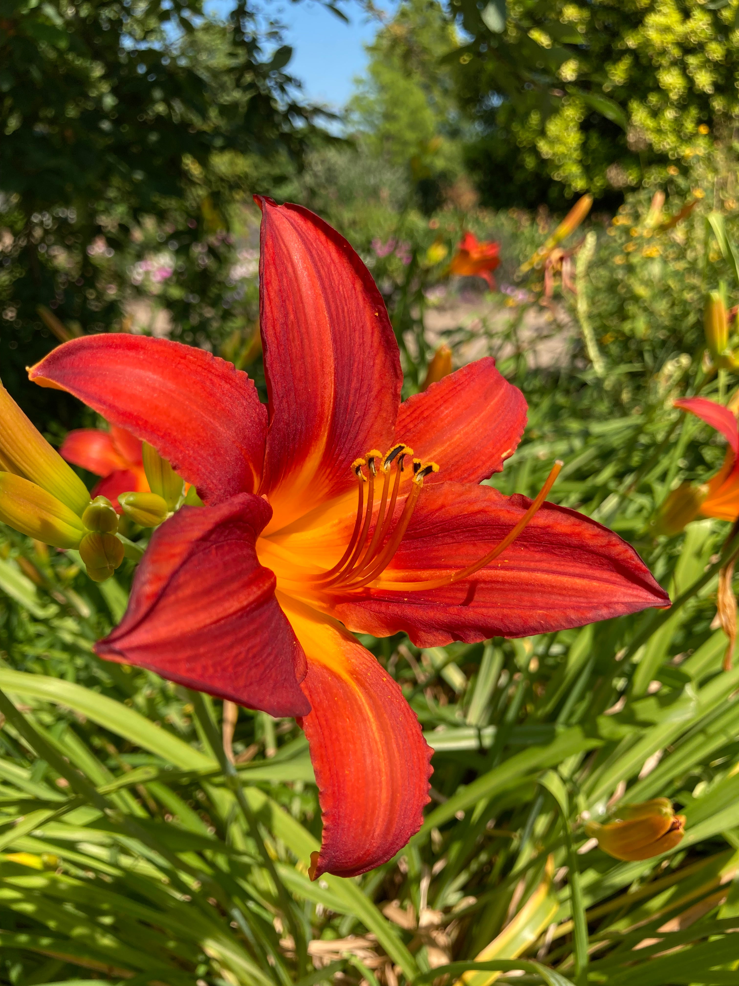 Hemerocallis 'Autumn Red' or Daylily (Budding Roots) Free UK Postage