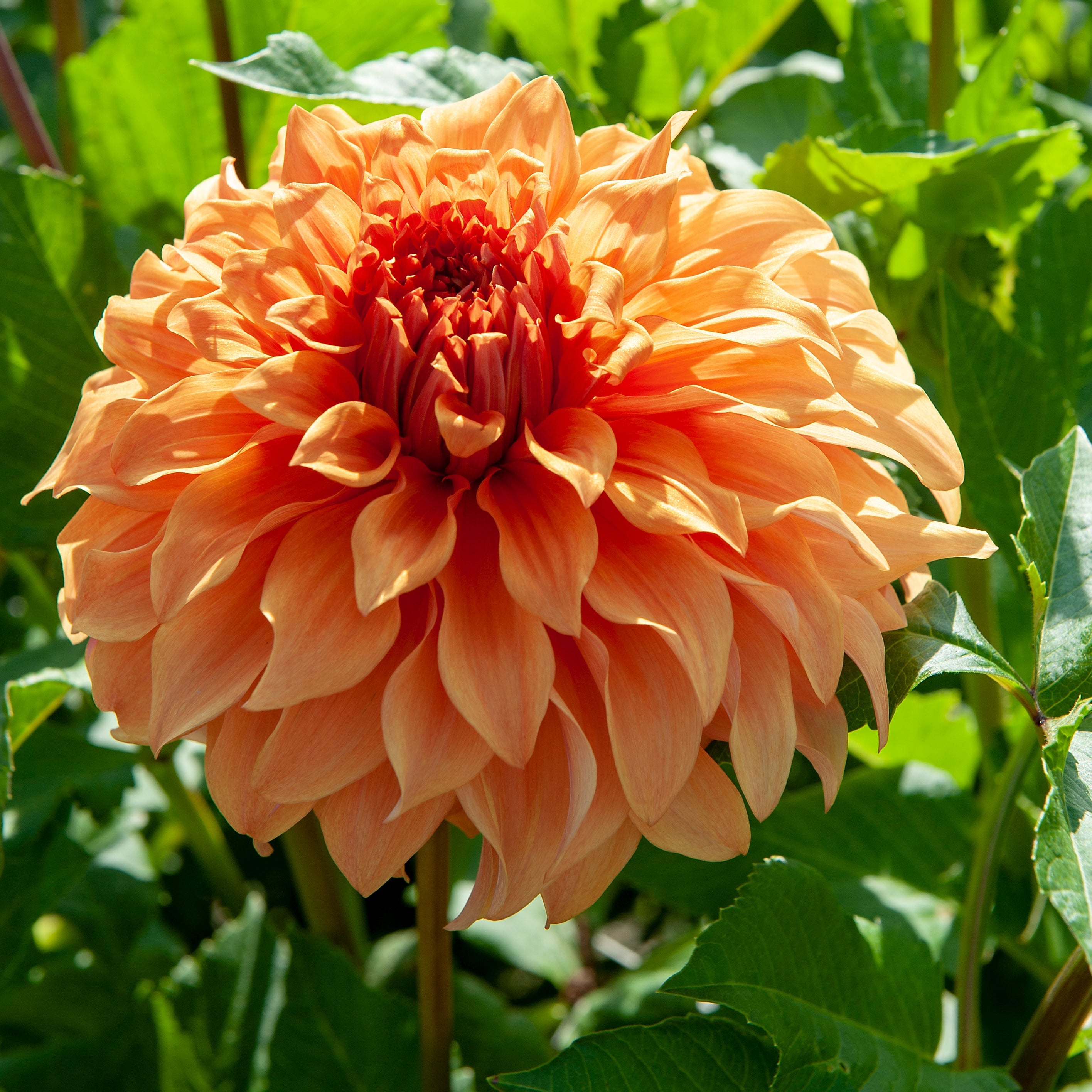 Dahlia 'Hercules' decorative large flowered - 2, 3 or 5 tubers - Free delivery within the UK