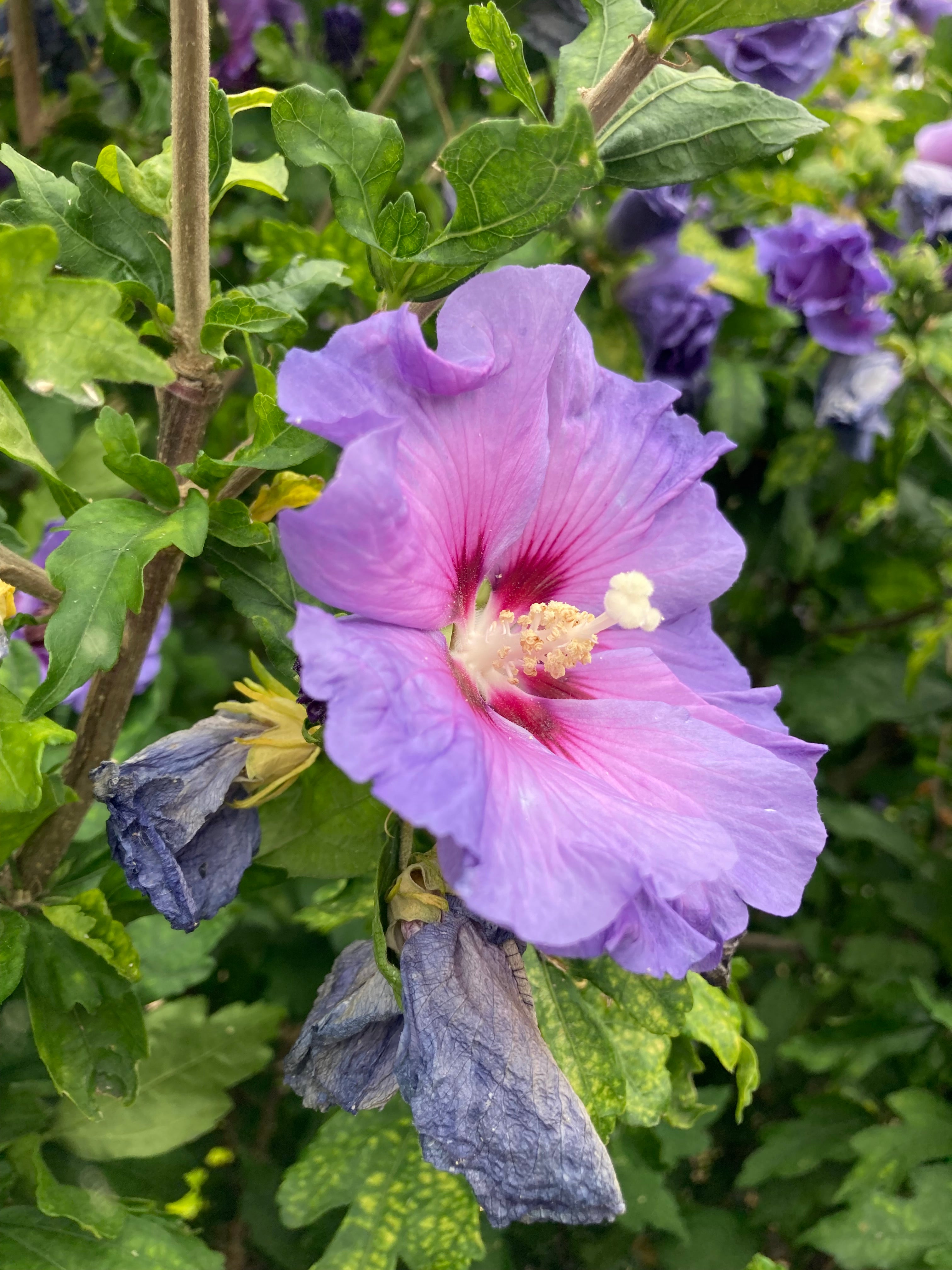 Hibiscus syriacus 'Blue Bird' (9cm Pots) Free UK Postage