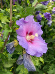 Hibiscus syriacus 'Blue Bird' (9cm Pots) Free UK Postage