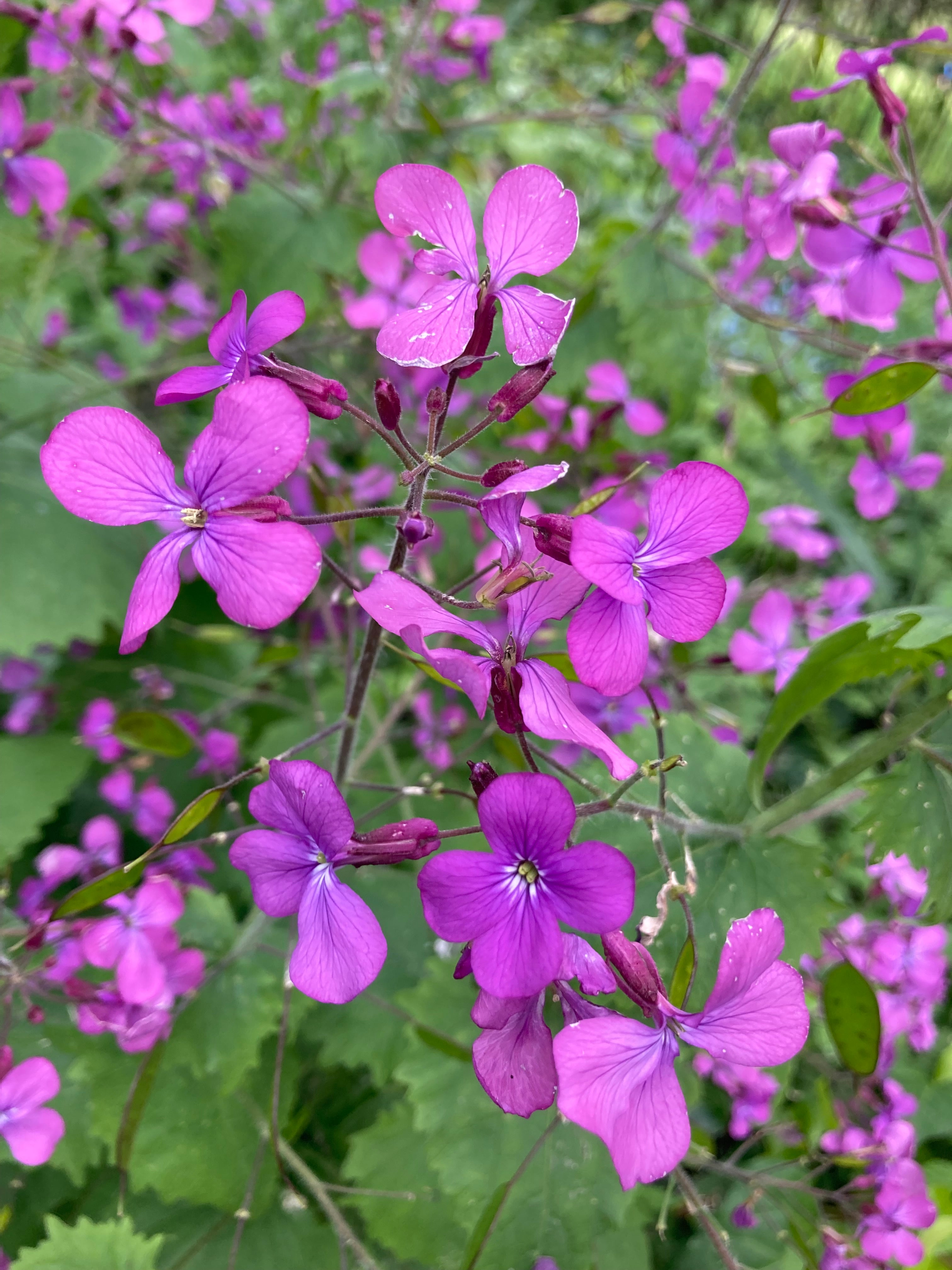 Honesty Plants in 9cm Pots (Lunaria annua) Free UK Postage