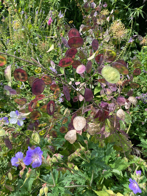 Honesty Plants in 9cm Pots (Lunaria annua) Free UK Postage