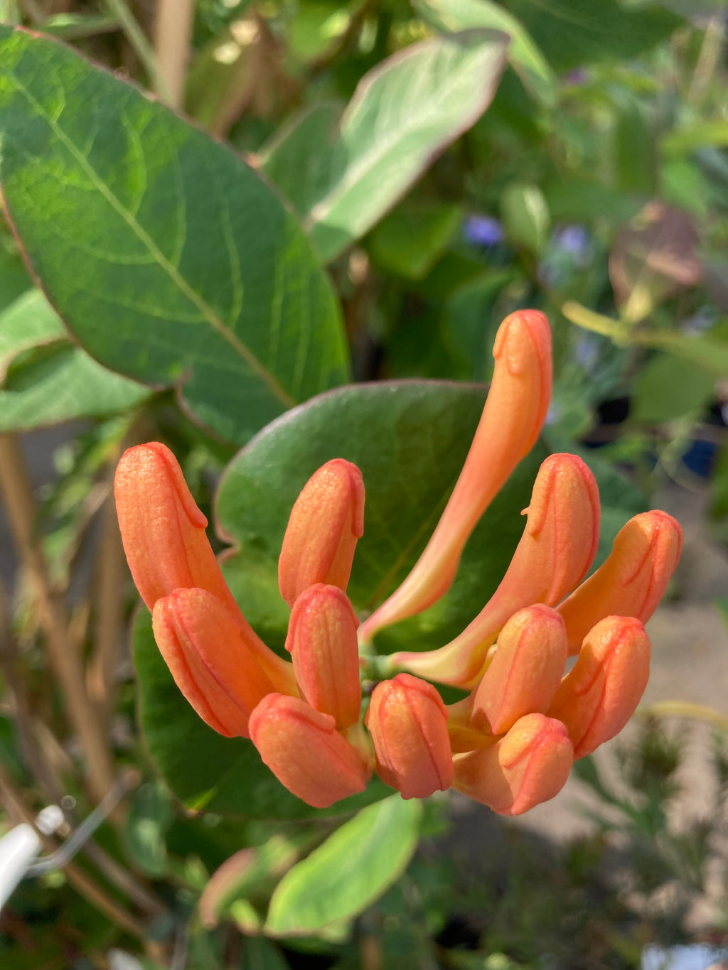Honeysuckle 'Dropmore Scarlet' Plants (30 cm height) Free UK Postage