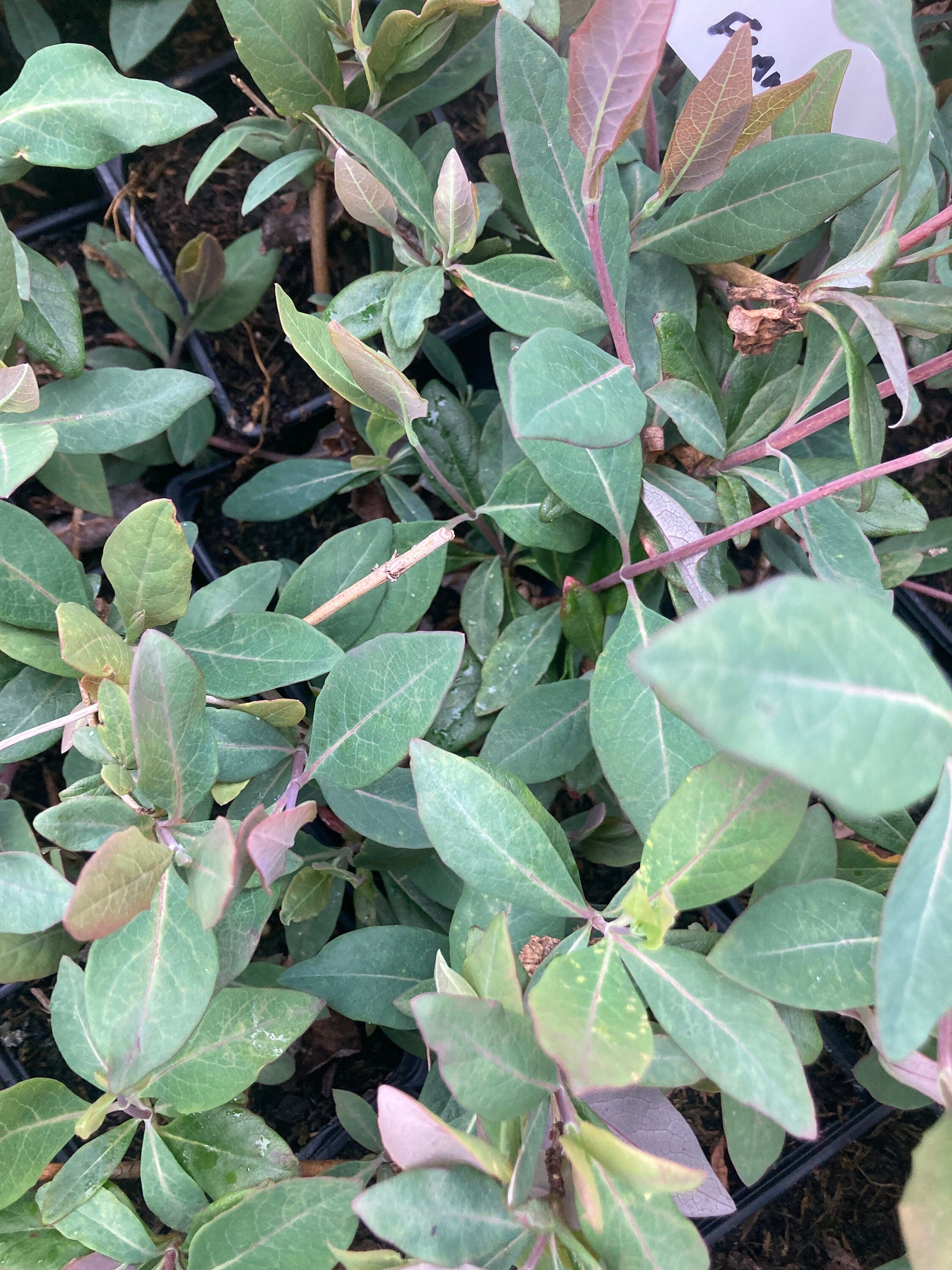 Honeysuckle 'Gold Flame' Plants (30 cm height) Free UK Postage
