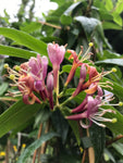 Evergreen Honeysuckle or Lonicera henryi (30 cm height) Free UK Postage
