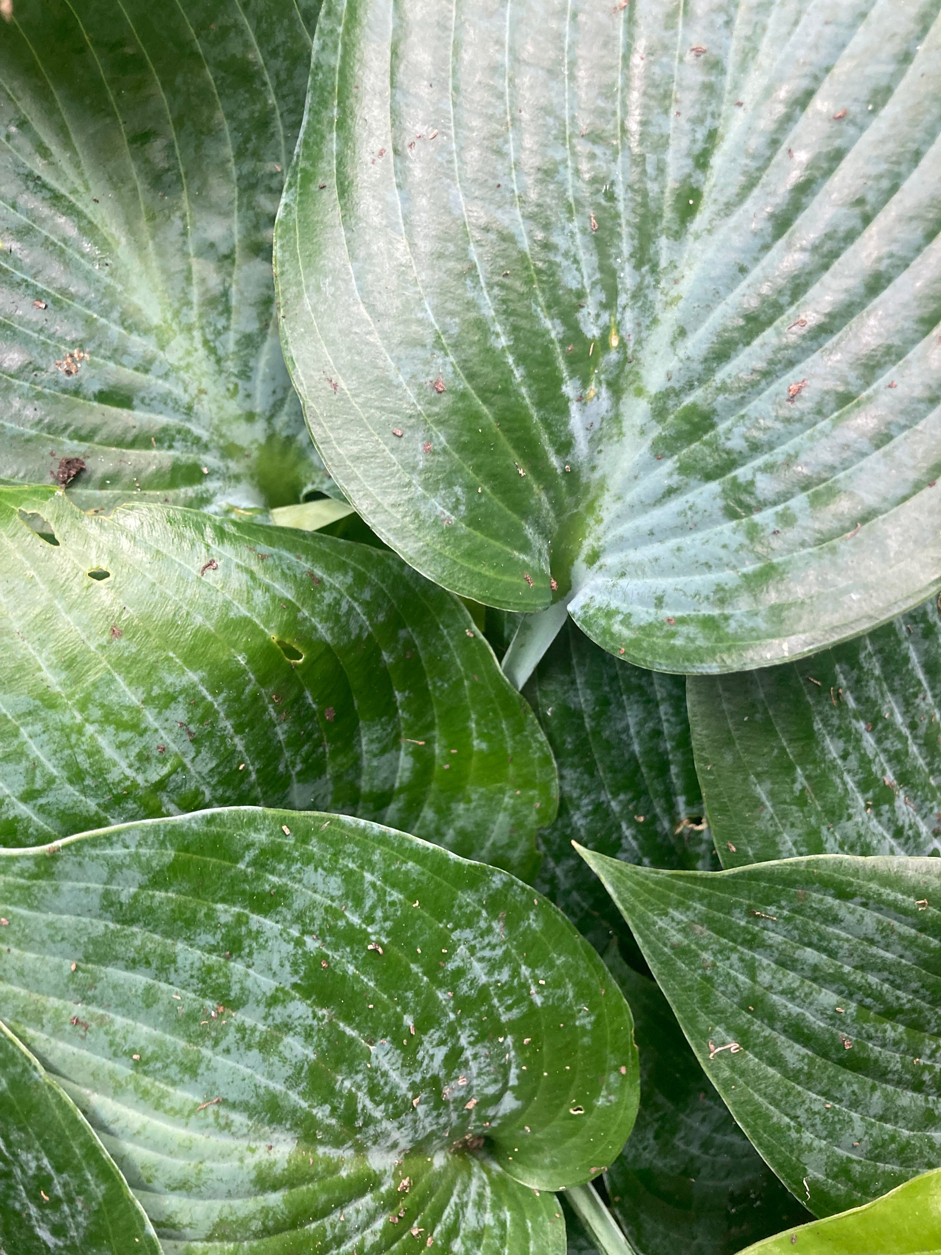 Blue Hosta 'Halycon' (Budding Sections of Bare-Root) Free UK Postage