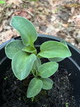 Hosta 'Blue Mouse Ears' (Established Plants in 12cm Dia Pots) Free UK Postage