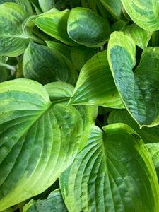 Blue Hosta sieboldiana 'Shade Fanfare' (Bare Root Plants) Free UK Postage