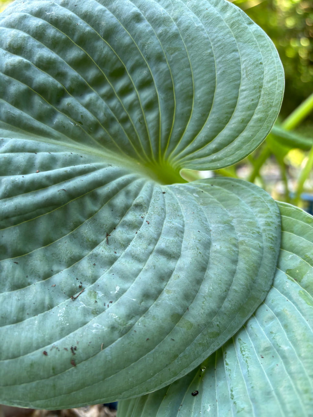 Hosta 'Big Daddy' (Bare-Root Plants) Free UK Postage
