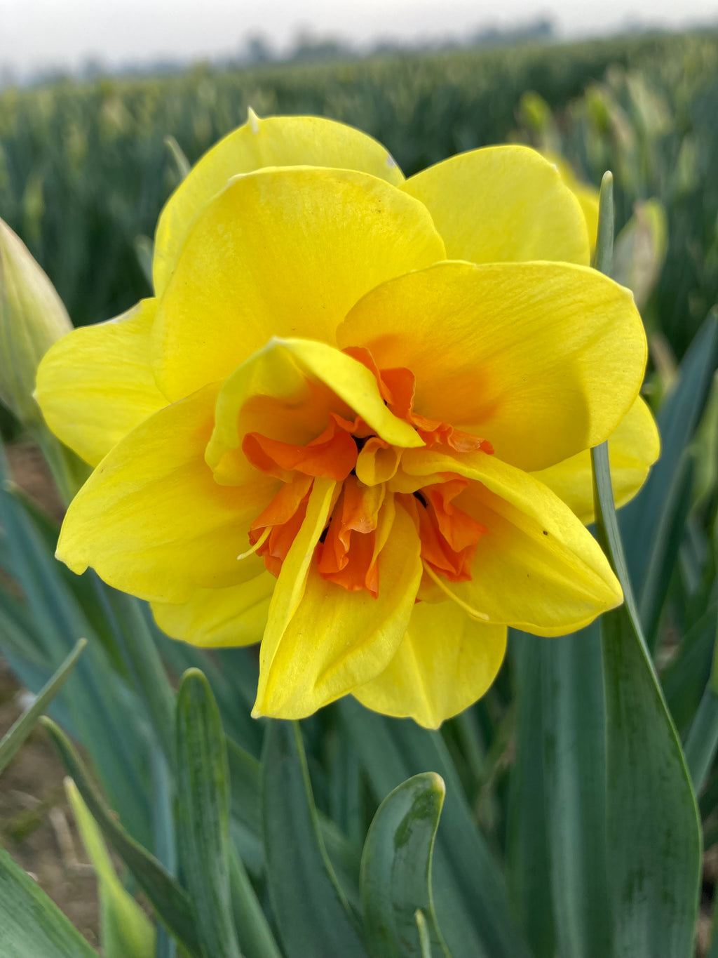Daffodil 'Tahiti' (Bulbs To Plant Yourself) Free UK Postage