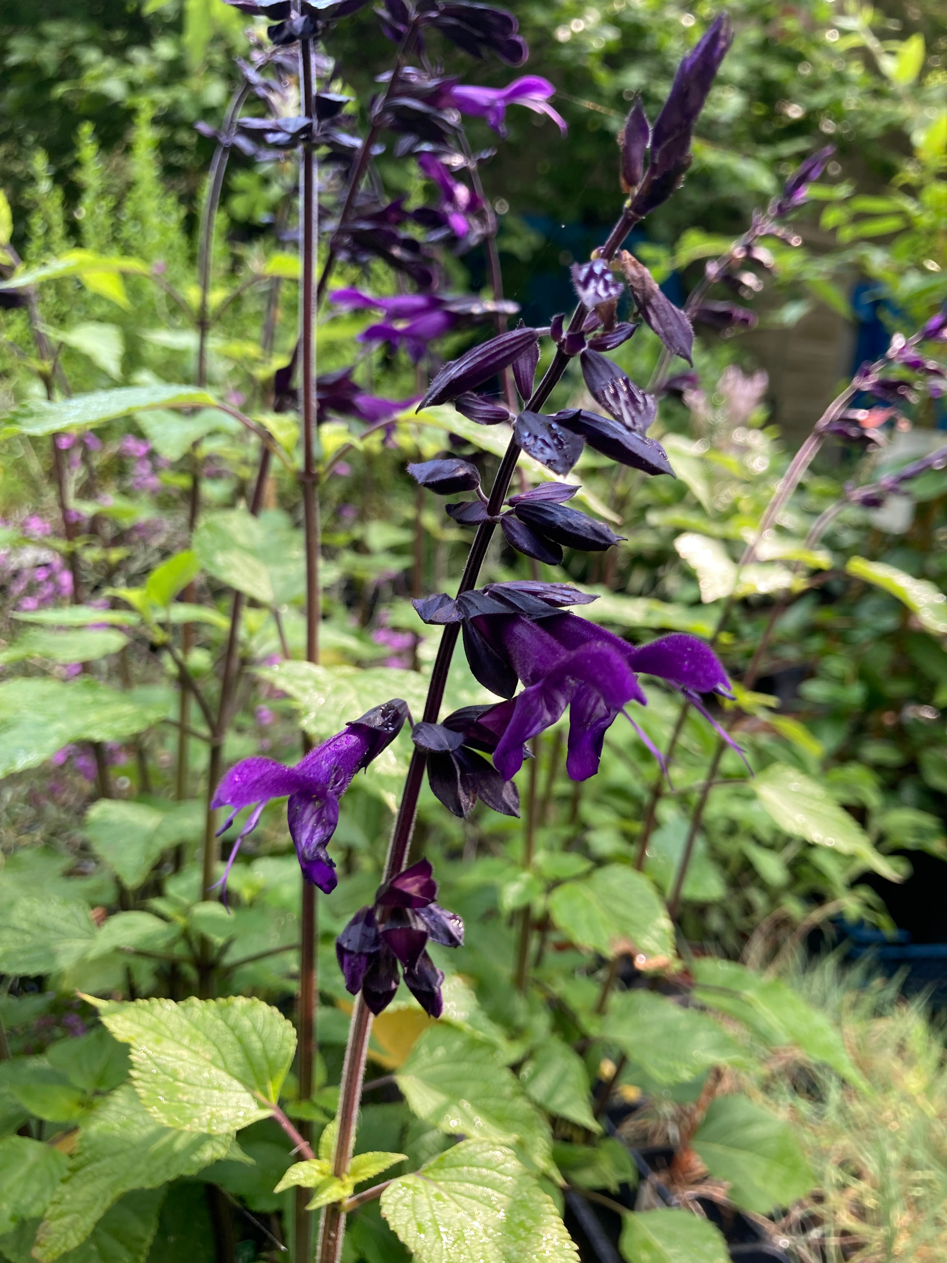 Dark Purple Salvia 'Amistaad' (12 cm Dia Pot) Free UK Postage