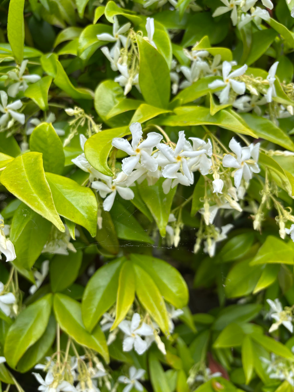Trachelospermum jasminoides 'Star of Toscana' or Star Jasmine (Plants in 9 cm Dia Pots) Free UK Postage