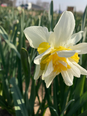 Daffodil 'White Lion' Bulbs (Narcissus) Free UK Postage