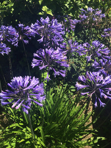 Blue Agapanthus Plants (Sections of Bare Root) Free UK Postage