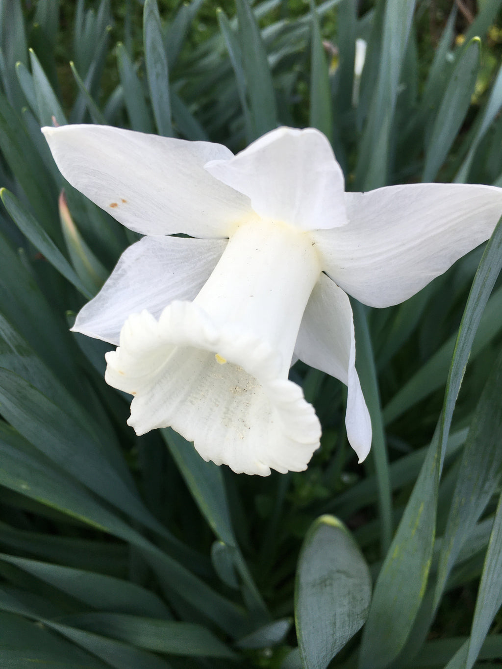 White Daffodil 'Mount Hood' Bulbs (Narcissus) Free UK Postage