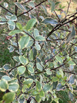 Established Variegated Pittosporum Shrub (Containerised) 5 Litre Pot (Free UK Postage)