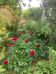 Peony 'Henry Bockstoce' (Sections of Root) UK Free Postage