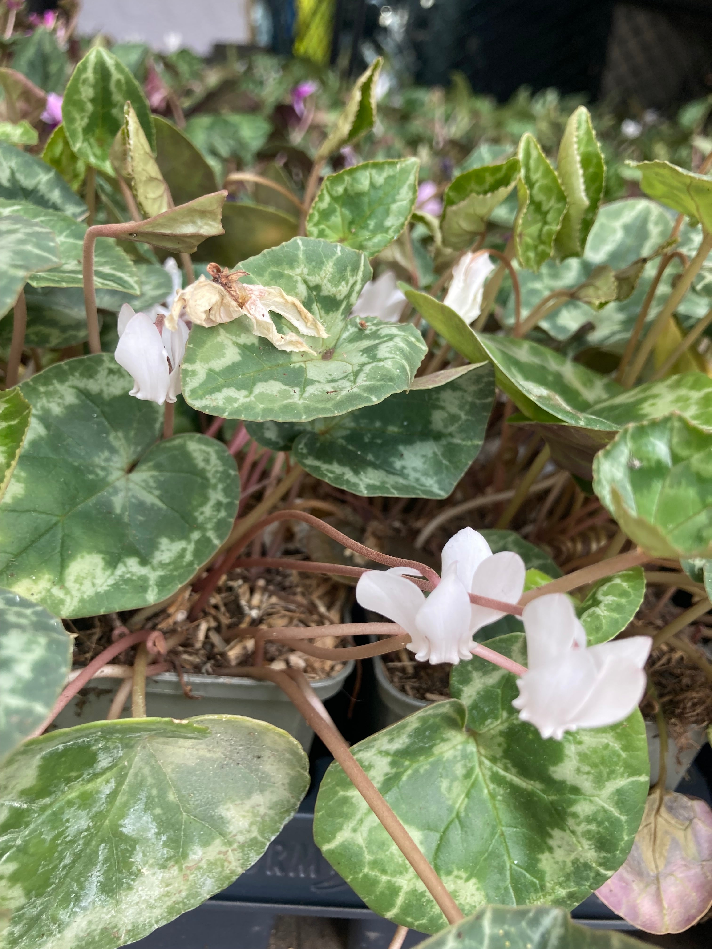 Cyclamen hederifolium (White Ivy-Leaved Hardy Cyclamen) Free UK Postage