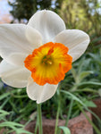 Daffodil Bulbs 'Rainbow' (Narcissus) Free UK Postage
