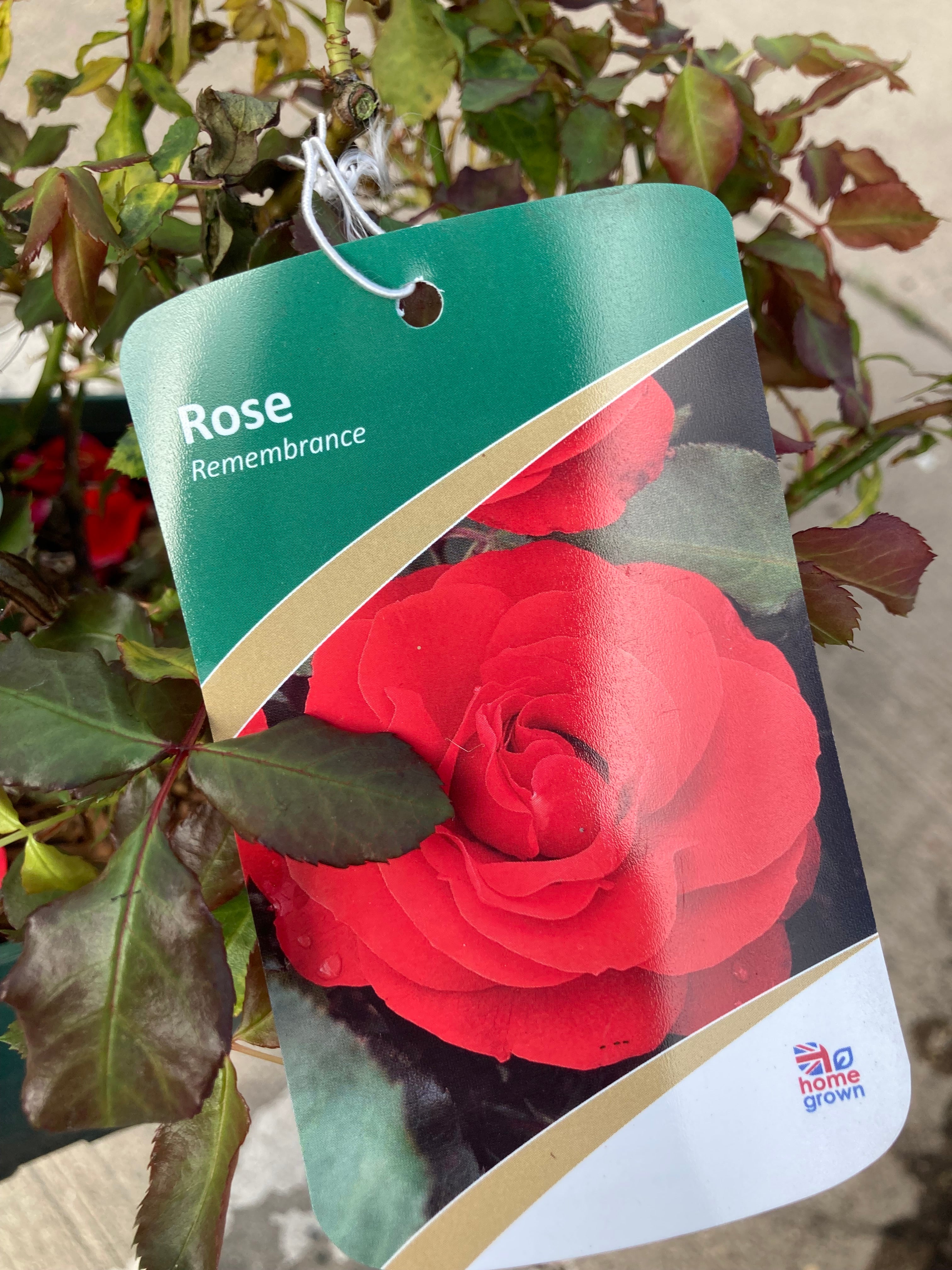 Red Rose Bush 'Remembrance' (Containerised 2 Litre Pot) Free UK Postage