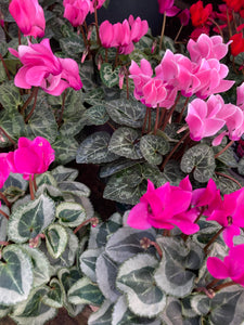 Pink Cyclamen Plants (Cyclamen neapolitanum) 9cm Dia Pots (Free UK Postage)
