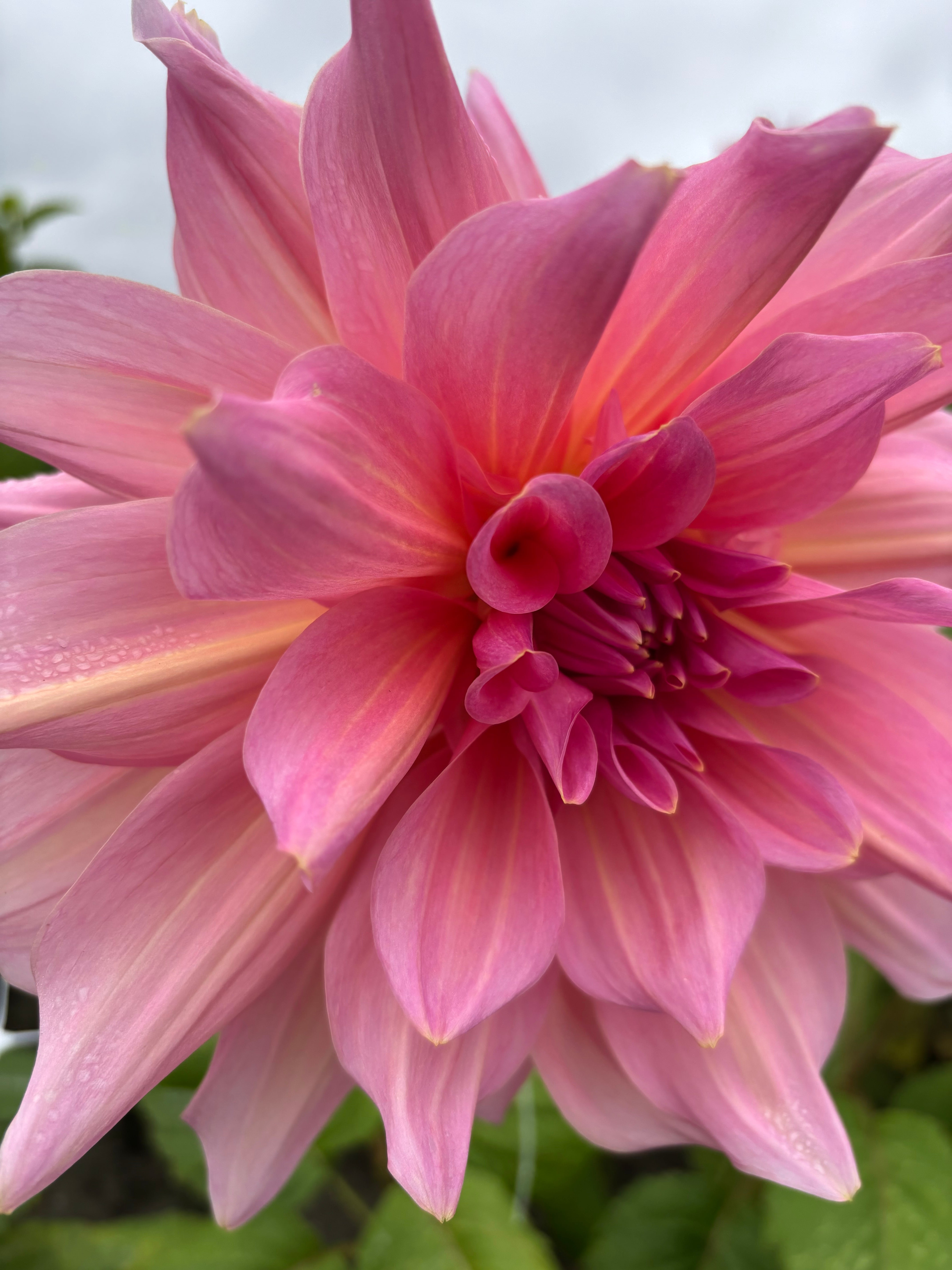 Pink Dahlia 'Otto's Thrill' Giant Decorative Type (Tubers To Plant Yourself) Free UK Postage