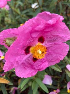 Cistus x purpureus Plants (Pink Rock Rose) in a 9 cm Pot (Free UK Post)