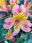 Alstroemeria or Peruvian Lily (Budding Sections of Bare Root) Free UK Postage
