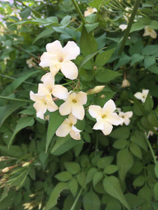 Fragrant Climbing Jasmine - Jasminus officinale 'Clotted Cream' (Plant in a 2 litre Pot) Free UK Postage