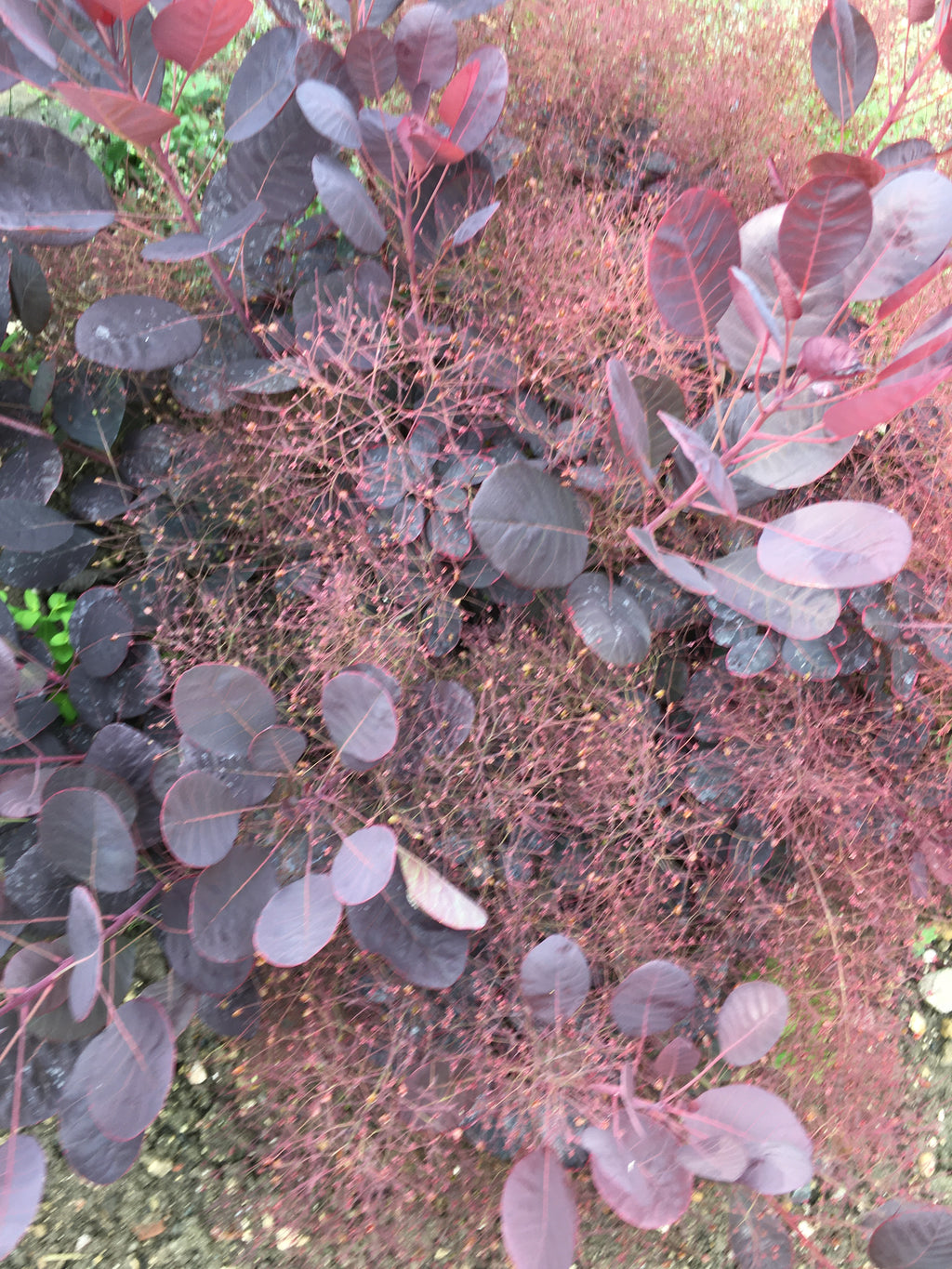 Cotinus coggygria 'Royal Purple' or Smoke Bush (2 Litre Pot) Free UK Postage