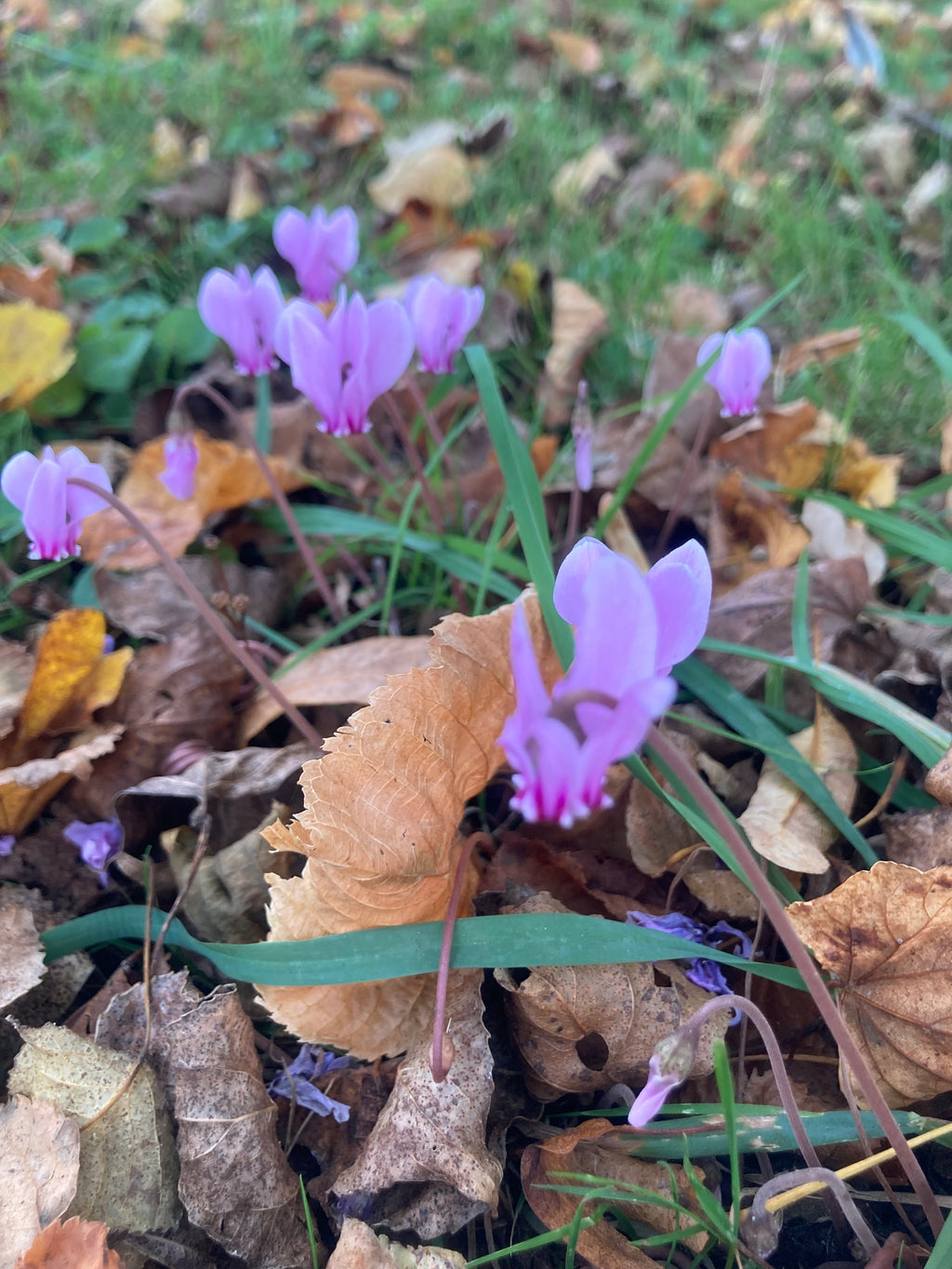 Cyclamen hederifolium (Pink Ivy-Leaved Hardy Cyclamen) Free UK Postage