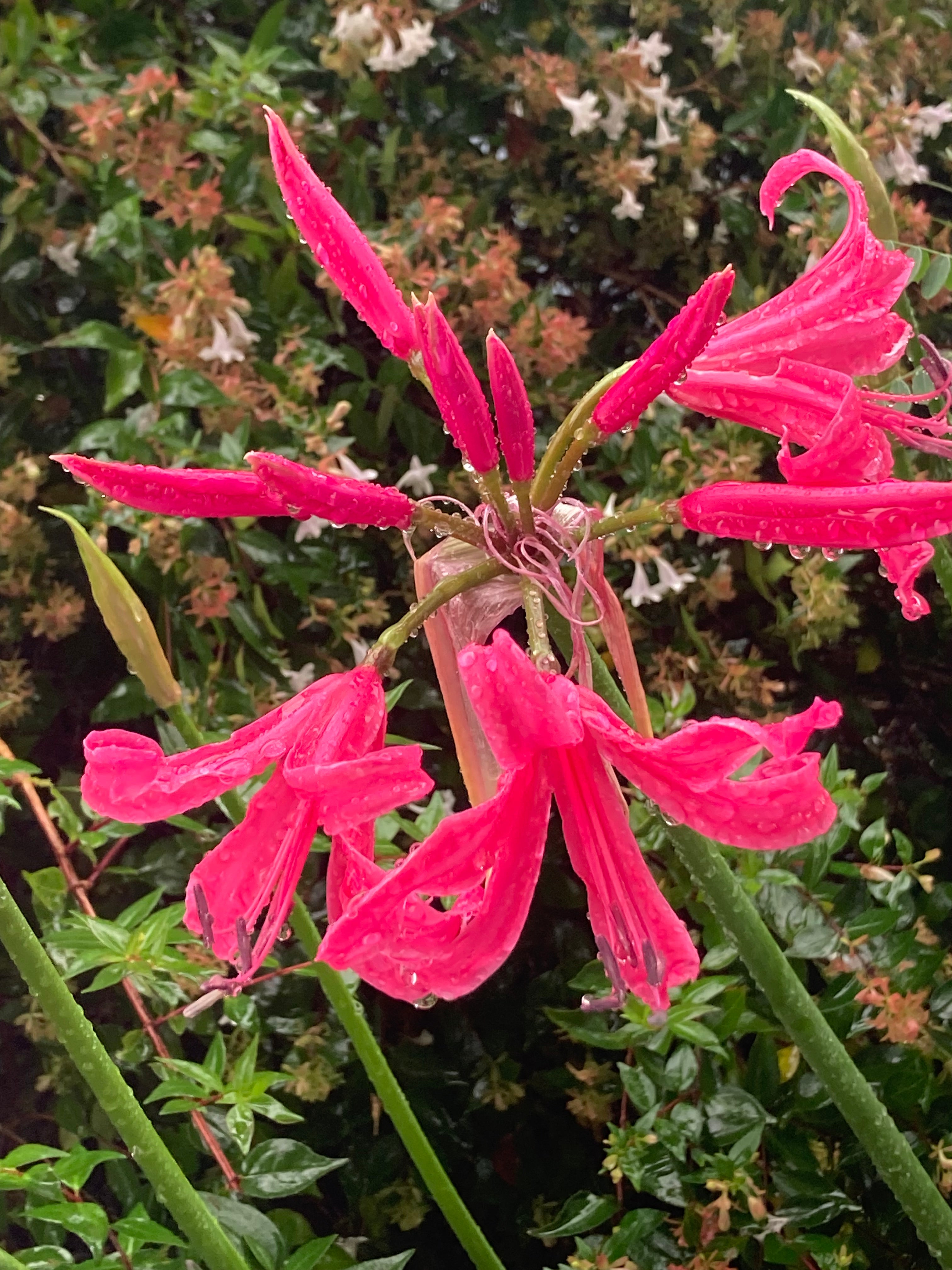 Red Nerine or Nerine bowdenii Bulbs (To Plant Yourself) Free UK postage