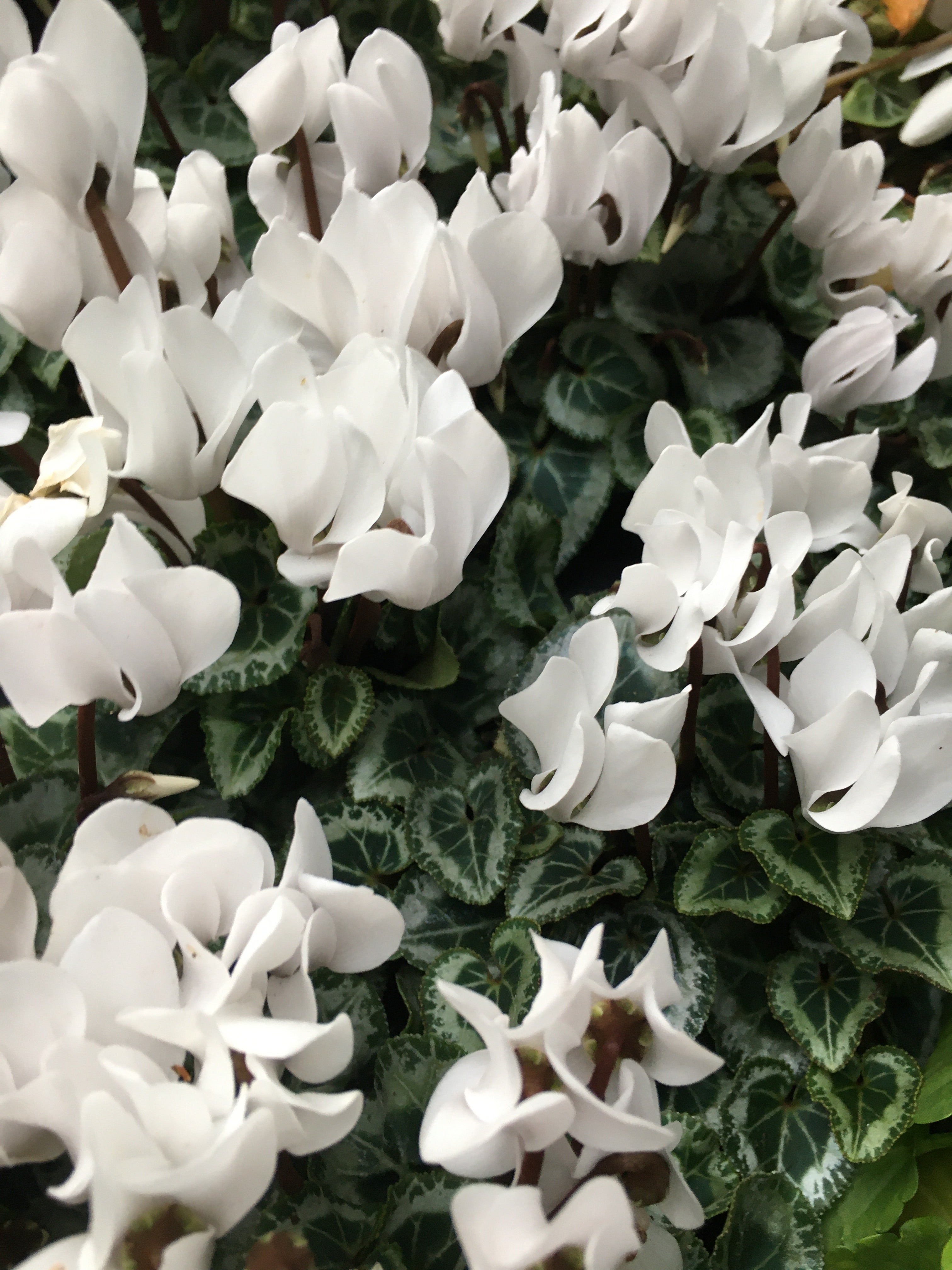 White Cyclamen Plants (Cyclamen neapolitanum) 9cm Dia Pots (Free UK Postage)