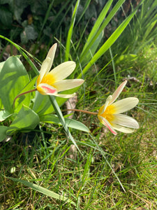 Tulip clusiana 'Tinka' (Bulbs) Free UK Postage