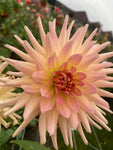 Pink Dahlia Henriette (Semi Cactus Type) Tubers To Plant (Free UK Postage)