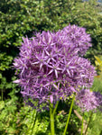 Ornamental Allium aflatunense Bulbs - Free UK Postage