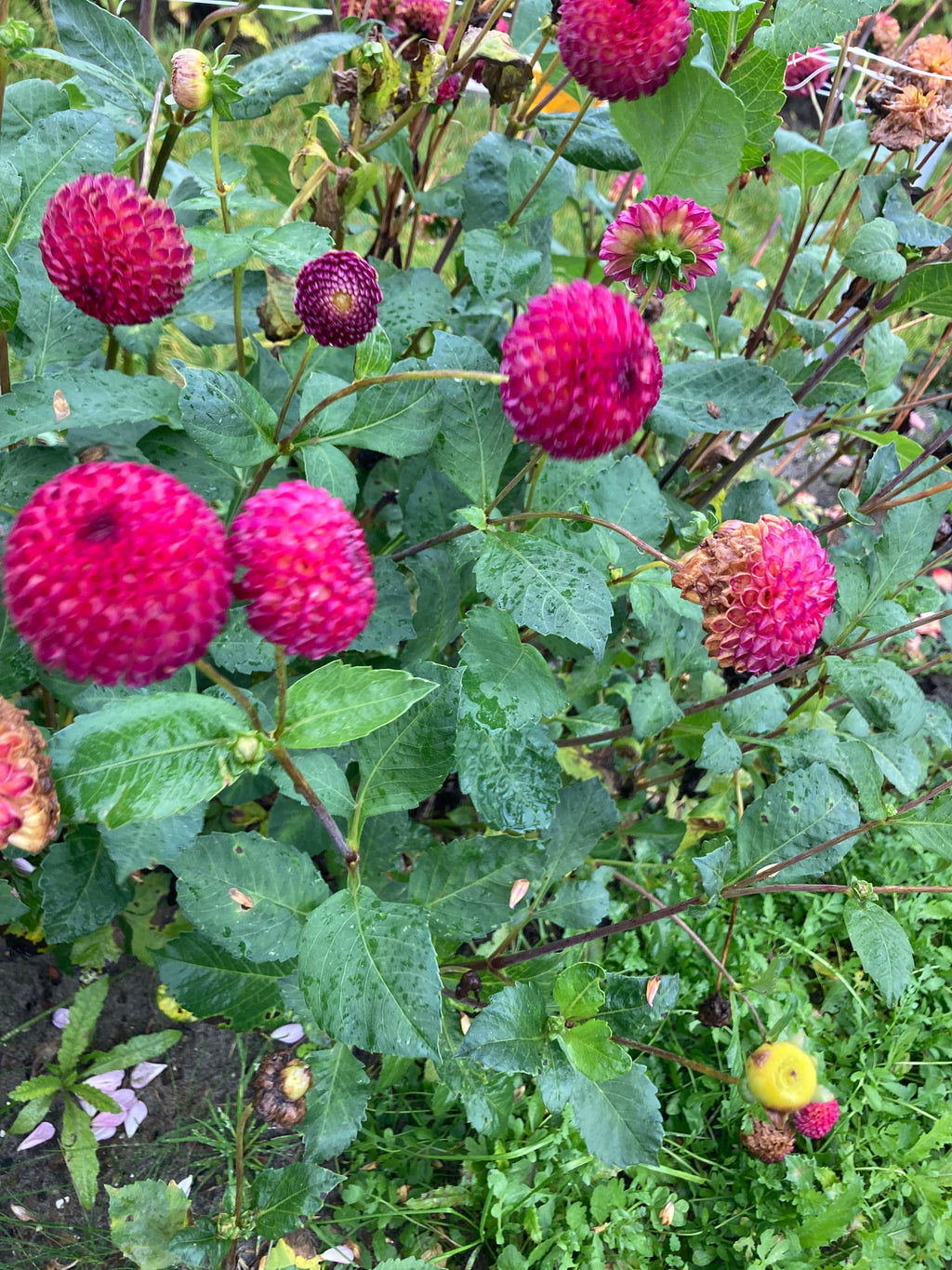 Dahlia 'Vino' Tubers (Pompon-shaped Flowers) Free UK Postage