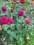 Dahlia 'Vino' Tubers (Pompon-shaped Flowers) Free UK Postage