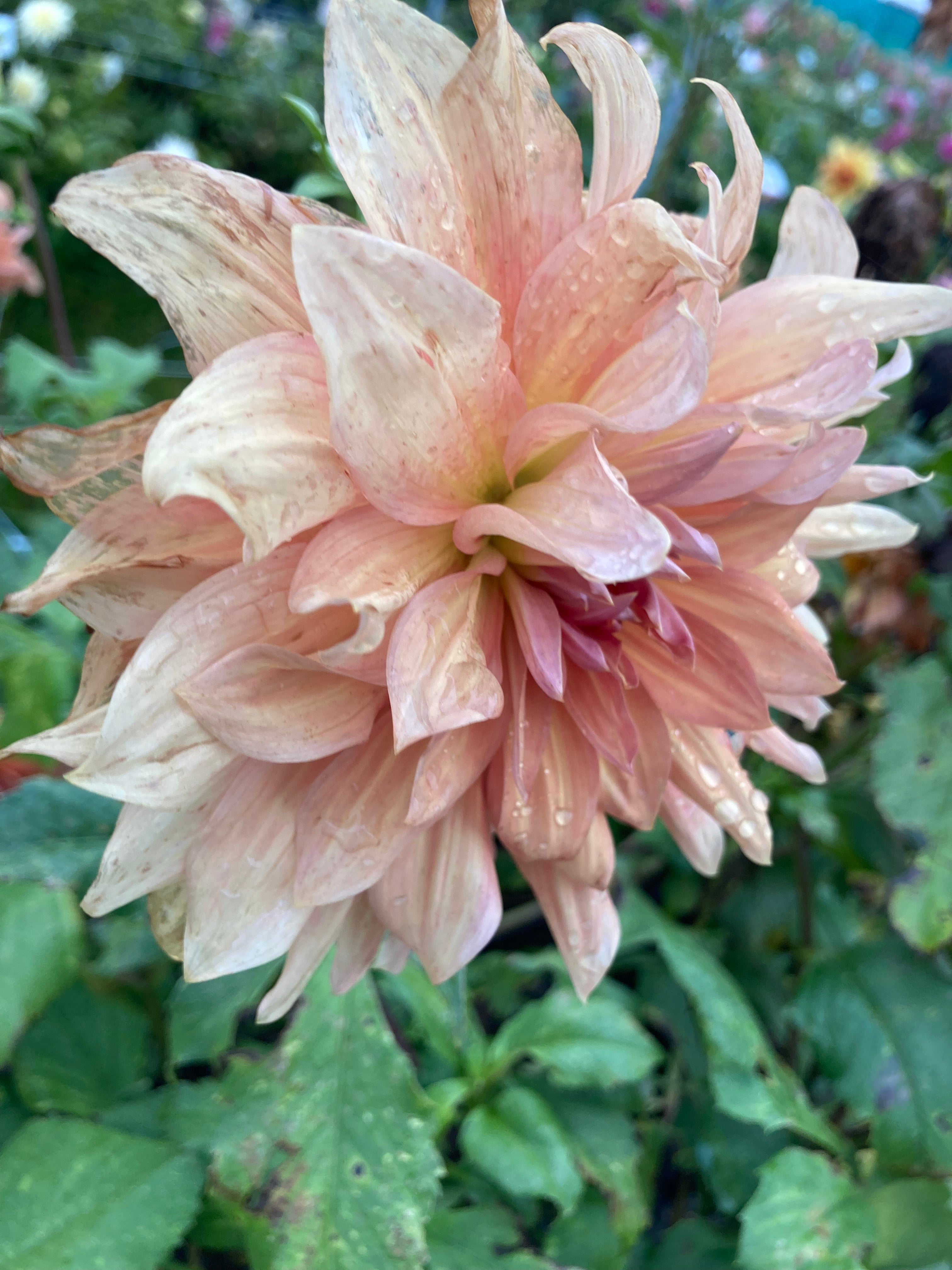 Pink and Orange Dahlia Belle of Barmera (Giant) Tubers To Plant (Free UK Postage)