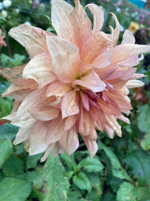 Pink and Orange Dahlia Belle of Barmera (Giant) Tubers To Plant (Free UK Postage)