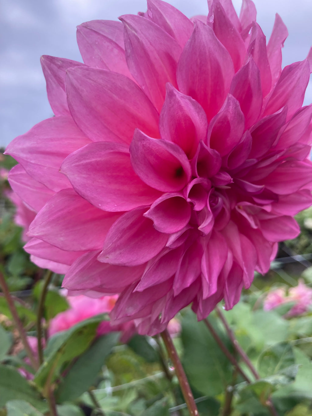 Pink Dahlia Café au Lait Rose (Giant Decorative) Tubers To Plant (Free UK Postage)