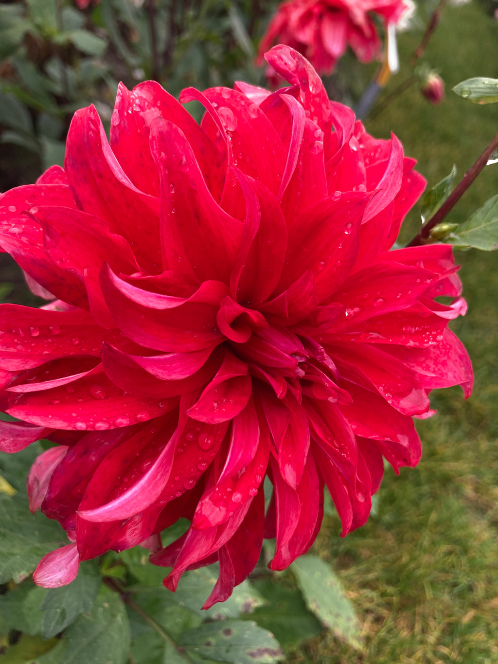 Red Dahlia Red Labyrinth (Large Decorative) Tubers To Plant (Free UK Postage)